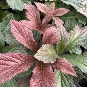 Rodgersia Pinnata 'Bronze Peacock'