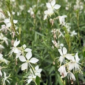 Gaura Lindheimeri 'Whirling Butterflies