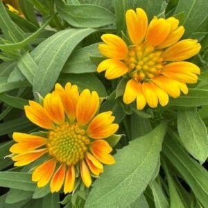 Gaillardia x Grandiflora 'Mesa Peach'