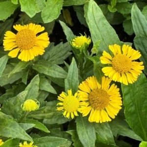 Helenium Autumnale 'Pn Mariachi Sombrero'