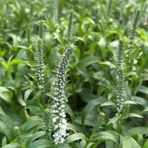 Veronica x 'Pw Magic Show White Wands'