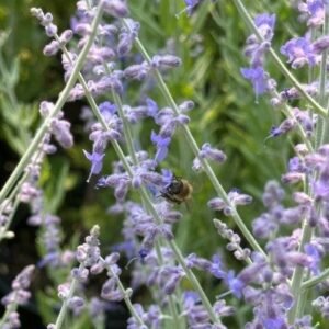 Perovskia Atriplicifolia 'Little Spire'