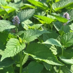 Agastache Foeniculum 'Blue Fortune' Violet Blue Anise Hyssop)
