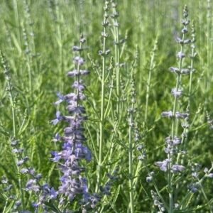 Perovskia Atriplicifolia 'Wg Blue Jean Baby'