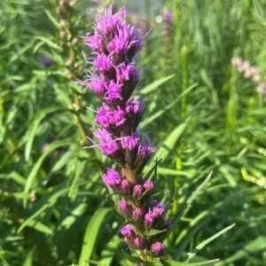 Liatris Spicata 'Kobold'