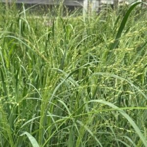 Panicum Virgatum 'Northwind'