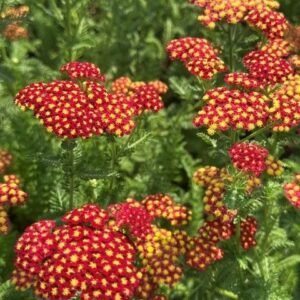 Achillea Millefolium 'Strawberry Seduction'