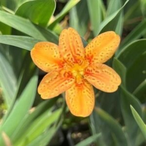 Belamcanda Chinensis 'Freckle Face'