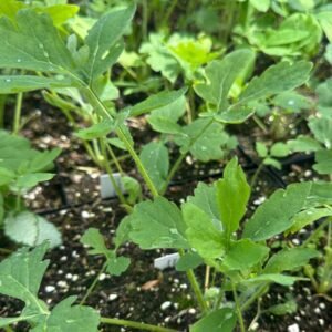 Stylophorum Diphyllum