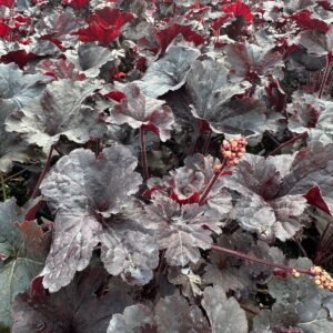 Heuchera x 'Pw Dressed Up Evening Gown