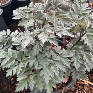 Cimicifuga Ramosa 'Pink Spike'