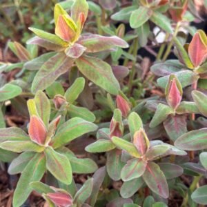 Euphorbia Polychroma 'Bonfire'