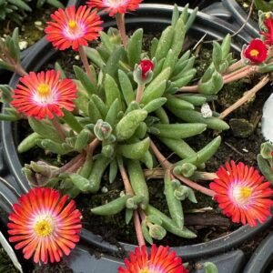 Delosperma Cooperi 'Jewel Of Desert Grenade'