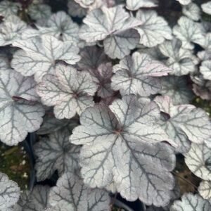 Heuchera x 'Be Spice Curls'