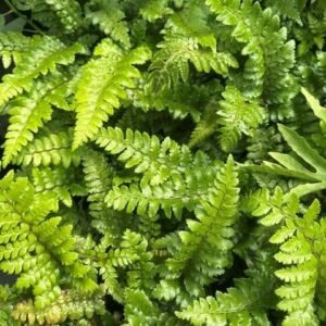 Thelypteris Decursive-Pinnata