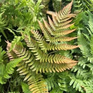 Dryopteris Erythrosora 'Brilliance'