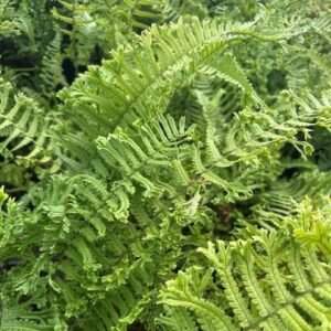 Dryopteris Affinis 'Cristata'