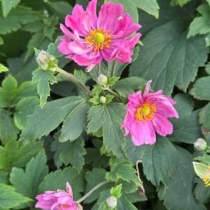 Anemone x Hybrida 'Pw Fall In Love Sweetly'