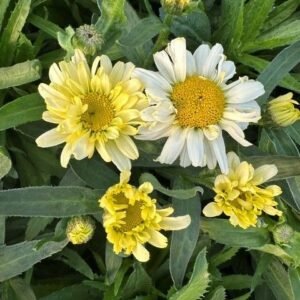 Leucanthemum x Superbum 'Pw Amazing Banana Cream'