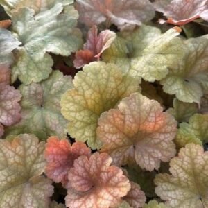 Heuchera x 'Pw Dolce Toffee Tart'