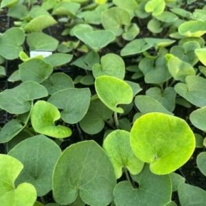 Asarum Canadense