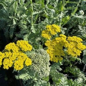 Achillea Millefolium 'Moonshine'