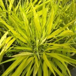 Hakonechloa Macra 'All Gold'