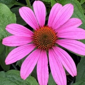 Echinacea Purpurea 'Prairie Splendour Compact Deep Rose'