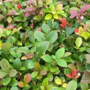 Gaultheria Procumbens [W0]