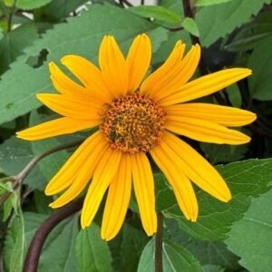 Heliopsis Helianthoides 'Sommernacht'