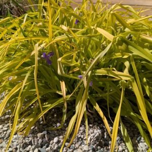 Tradescantia x Andersoniana 'Sweet Kate' . #1