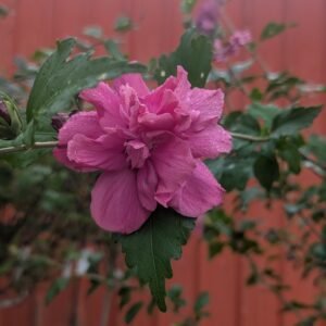 Hibiscus syriacus Lucy