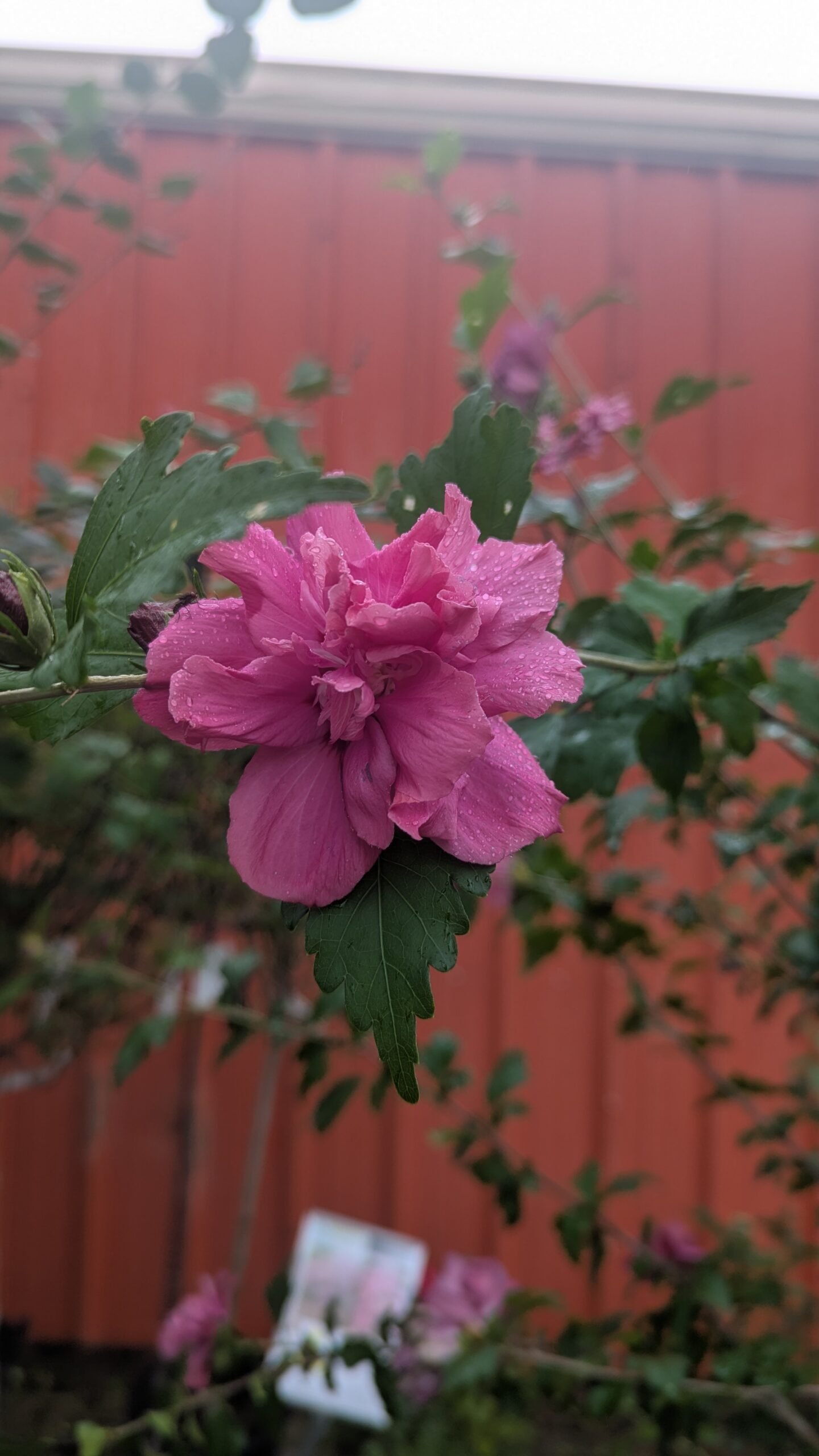 Hibiscus syriacus Lucy