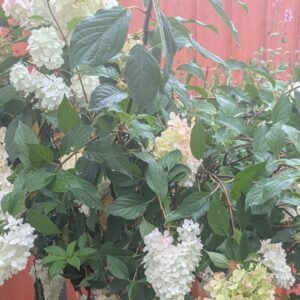 Hydrangea pan. Renhy