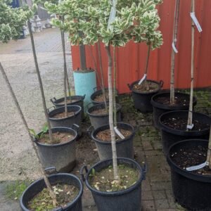 Euonymus Fortunei 'Emerald Gaiety' Std