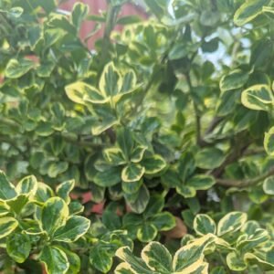 Euonymus fortunei Canadale Gold