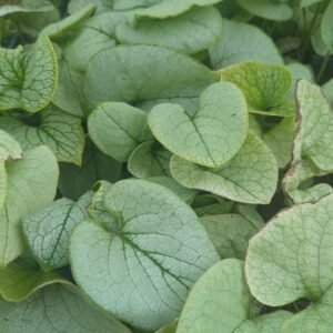 Brunnera Macrophylla 'Alexandria'
