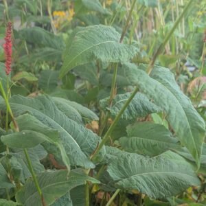 Persicaria Amplexicaulis 'Blackfield'