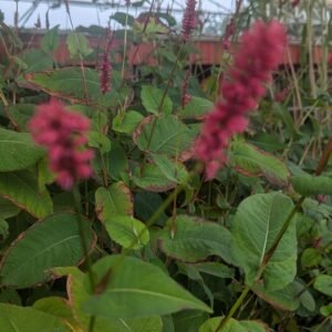 Persicaria Amplexicaulis 'Lisan'