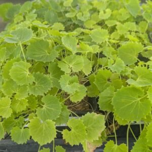 Campanula Garganica 'Aurea'