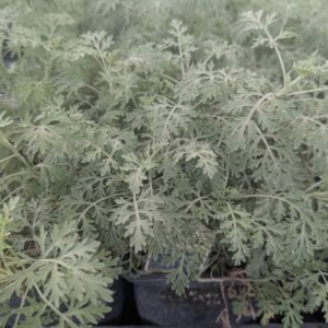 Artemisia Arborescens 'Powis Castle' . #1
