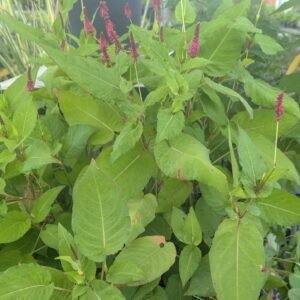 Persicaria Amplexicaulis 'Golden Arrow'