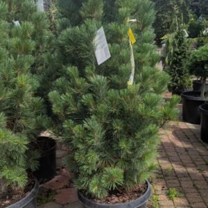 Pinus Strobus 'Stowe Pillar'