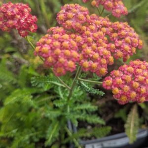 Achillea Millefolium 'Skysail Fire'