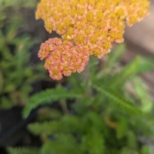 Achillea Millefolium 'Skysail Yellow'