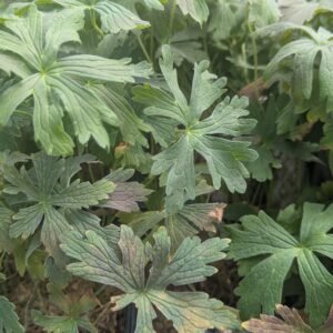 Geranium Maculatum 'Espresso' #1