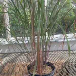 Andropogon Gerardii 'Holy Smokes'