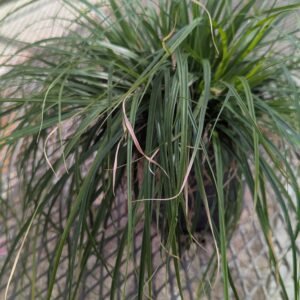Carex Oshimensis 'Evercolor Everlime'