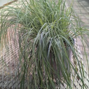 Carex Glauca/Flacca 'Blue Zinger'