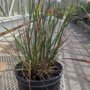 Pennisetum 'Love And Rockets' #1